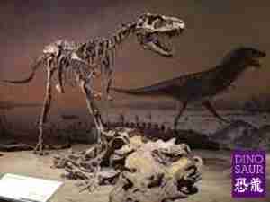 Dinosaur World Tour 1995 Vancouver photo Exhibit Gorgosaurus