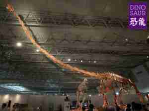 Dinosaur World Tour 1995 Vancouver photo Exhibit Mamenchisaurus