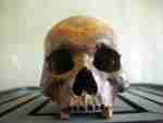 Cambodia Phnom Penh S21 Genocide Museum skull