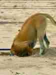 Bali Indonesia Nusa Lembongan dog head in sand search for crab