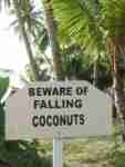 Boracay sign Beware of falling coconuts