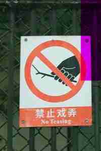 Chinglish No Teasing