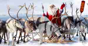 Ganging the Reindeer