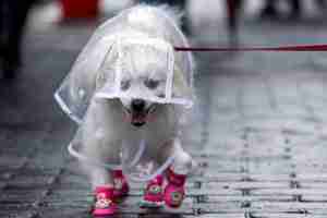 Walking Dog in Raincoat