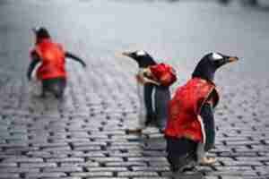 Walking penguins in Silk Jackets