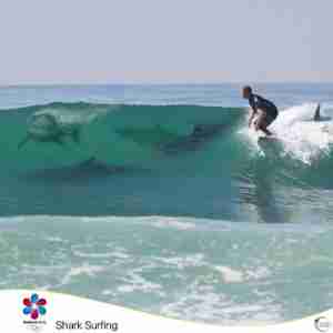 Brisbane 2032 Sport Shark Surfing