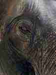 Thailand countryside Elephant face eye
