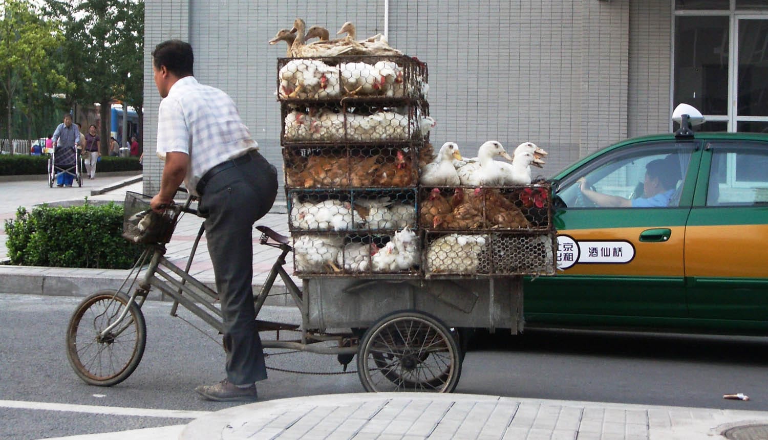 Shanghai Duck Delivery